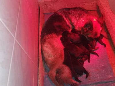 Les chiots de Berger Allemand