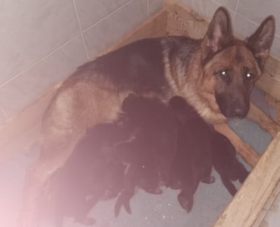 Les chiots de Berger Allemand