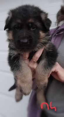 Les chiots de Berger Allemand