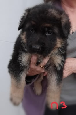 Les chiots de Berger Allemand