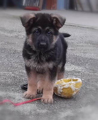 Les chiots de Berger Allemand