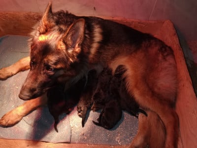 Les chiots de Berger Allemand