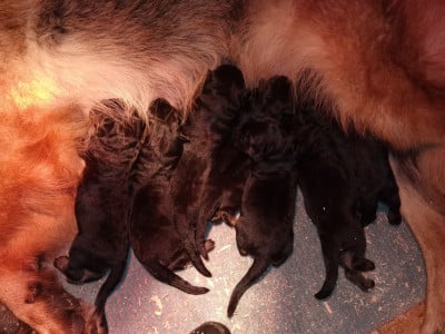 Les chiots de Berger Allemand