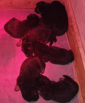 Les chiots de Berger Allemand