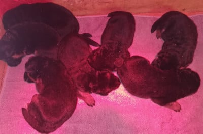 Les chiots de Berger Allemand