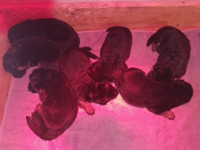 Les chiots de Berger Allemand