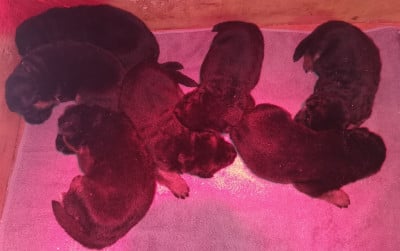 Les chiots de Berger Allemand