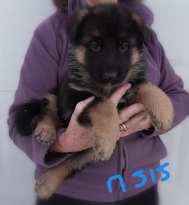 Les chiots de Berger Allemand