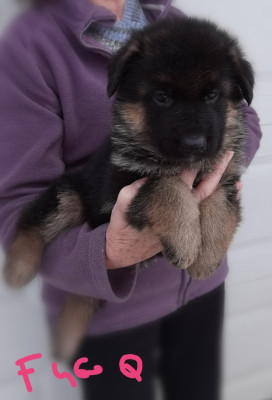 Les chiots de Berger Allemand
