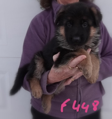 Les chiots de Berger Allemand