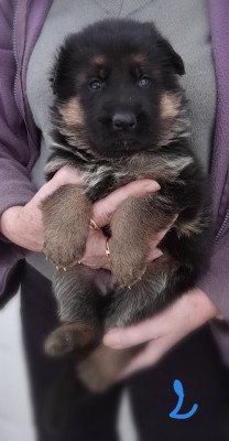 Les chiots de Berger Allemand