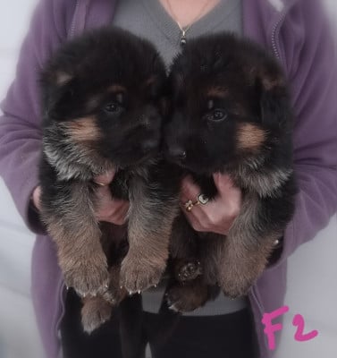 Les chiots de Berger Allemand