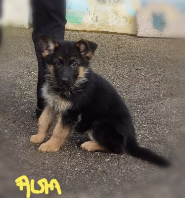 Les chiots de Berger Allemand