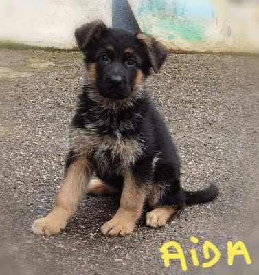 Les chiots de Berger Allemand