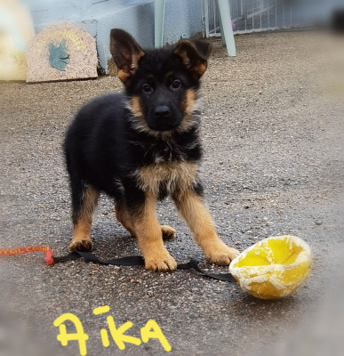 Les chiots de Berger Allemand
