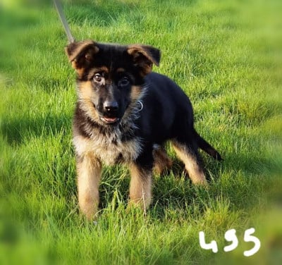 Les chiots de Berger Allemand