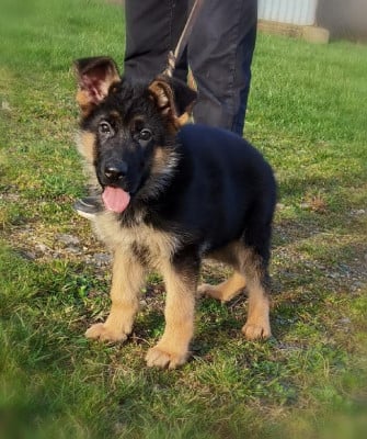 Les chiots de Berger Allemand