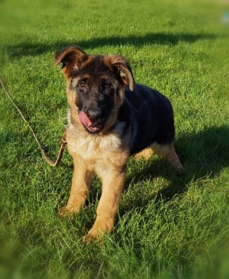 Les chiots de Berger Allemand