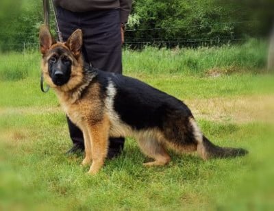Berger Allemand
