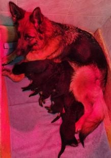 Les chiots de Berger Allemand