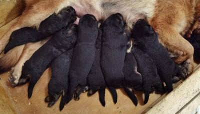 Les chiots de Berger Allemand