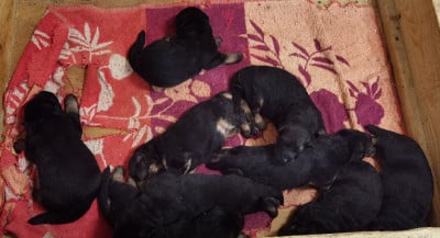 Les chiots de Berger Allemand