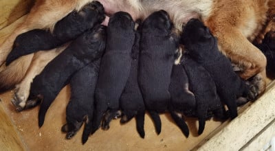 Les chiots de Berger Allemand