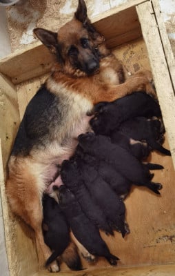 Les chiots de Berger Allemand
