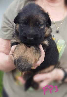 Les chiots de Berger Allemand
