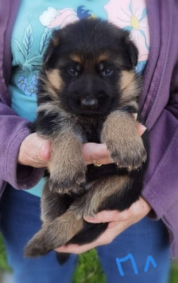Les chiots de Berger Allemand