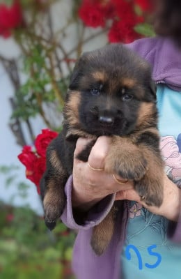 Les chiots de Berger Allemand