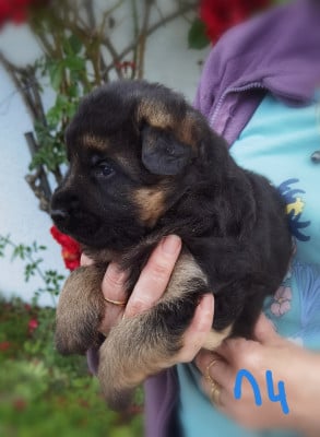 Les chiots de Berger Allemand