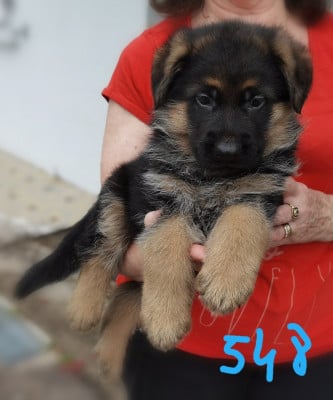 Les chiots de Berger Allemand
