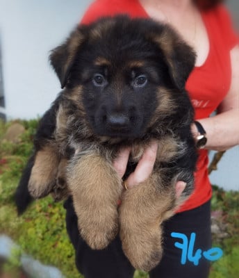 Les chiots de Berger Allemand