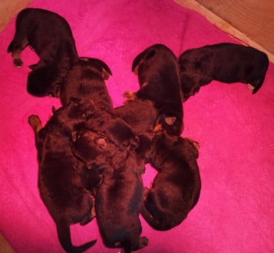 Les chiots de Berger Allemand