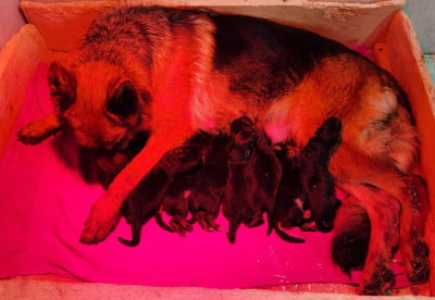 Les chiots de Berger Allemand