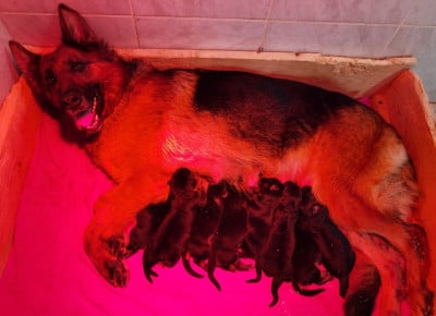 Les chiots de Berger Allemand