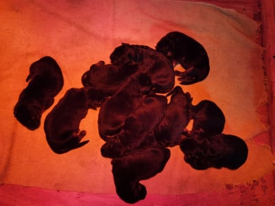 Les chiots de Berger Allemand