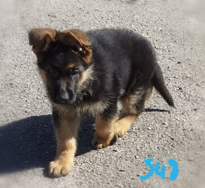 Les chiots de Berger Allemand