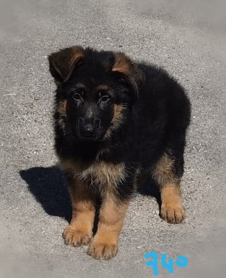 Les chiots de Berger Allemand