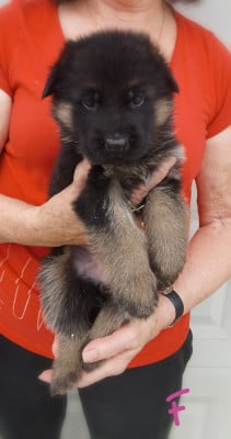 Les chiots de Berger Allemand
