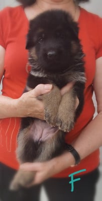 Les chiots de Berger Allemand