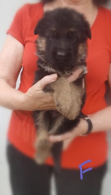 Les chiots de Berger Allemand