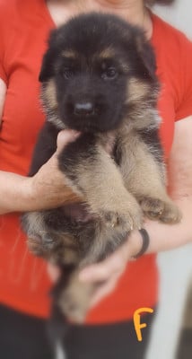 Les chiots de Berger Allemand