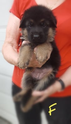 Les chiots de Berger Allemand