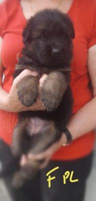 Les chiots de Berger Allemand