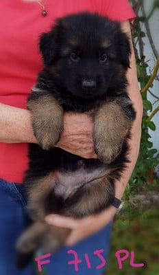 Les chiots de Berger Allemand