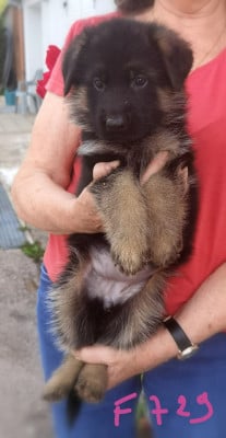 Les chiots de Berger Allemand