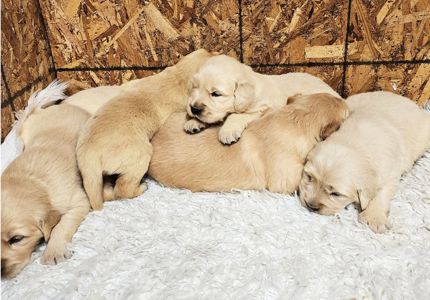 Golden Retriever - Des roches du mettey