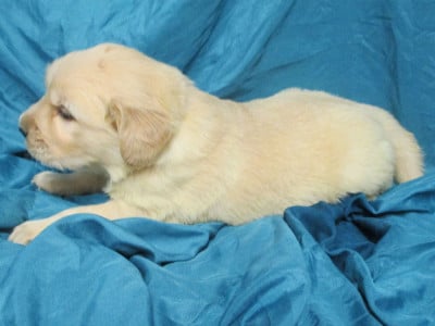 Les chiots de Golden Retriever